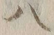 字八