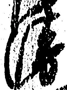 Đã định vị 衛