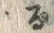 𡨸ス