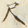 「尺」字