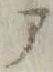 文字 ア