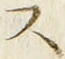 「ス」字