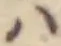 Đã định vị 𛂞