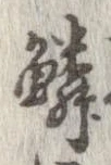 鱗の位置