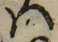 Đã định vị 𛂞