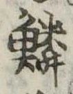 鱗の位置