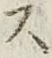 字ス