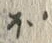 글자 ほ