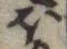 已定位𛃀