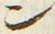 字ン