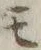 字モ
