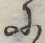 Đã định vị 𛂌