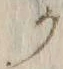 “ク”字