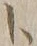 字ト