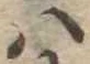 Đã định vị 𛂞