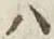 字ハ