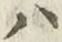字ハ