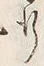 글자 行