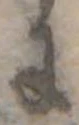 位置 確認된 𛂌