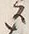 𡨸ス