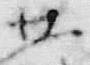 文字昔
