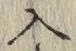 字入