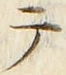 “テ”字