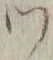 文字 ツ