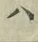 字ハ