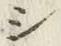 字シ