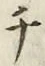 글자 チ