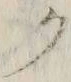 “ク”字
