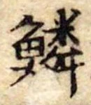 鱗の位置