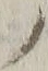 字ノ
