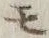 字モ