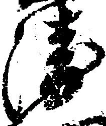 已定位衛