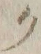 “ク”字