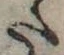 Đã định vị 𛁠