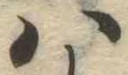 Đã định vị 𛂞