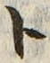 「ト」字