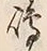 文字嶋