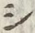 字シ