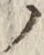 「ノ」字