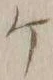 글자 ケ