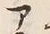 “ア”字