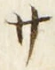 𡨸サ