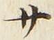 𡨸サ