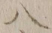 字八