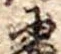 Đã định vị 𛂋