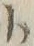 字ト